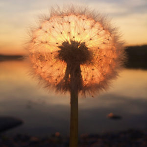 Dandelion Sunset by Sara Ronkainen
